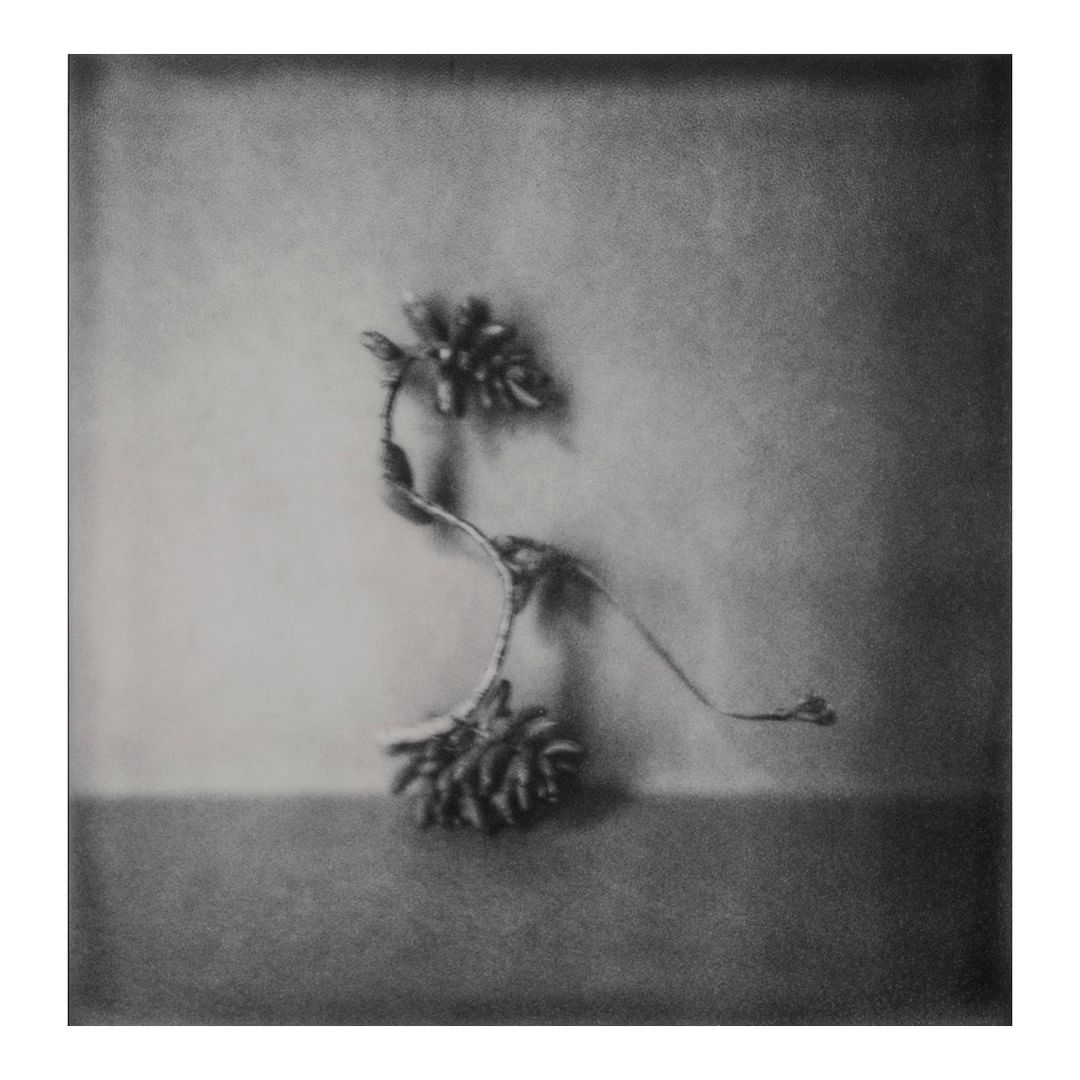 Monochrome still life photograph of a curved stem with clusters on each end, set against a blurred background and a gray surface.