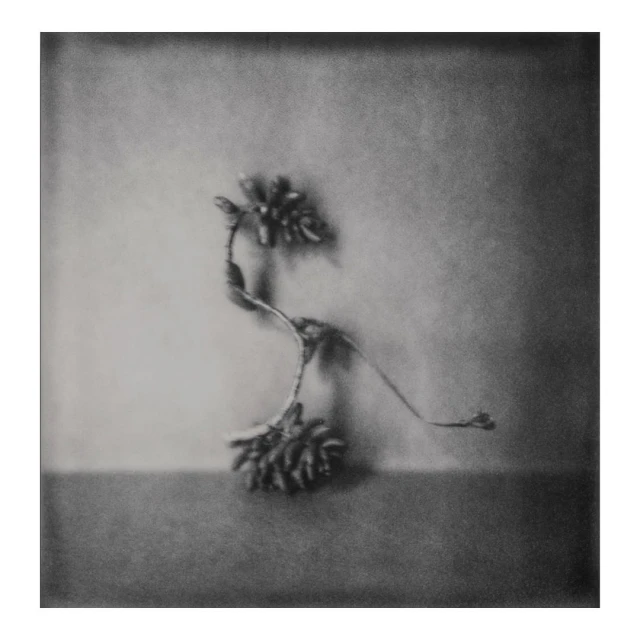 Monochrome still life photograph of a curved stem with clusters on each end, set against a blurred background and a gray surface.