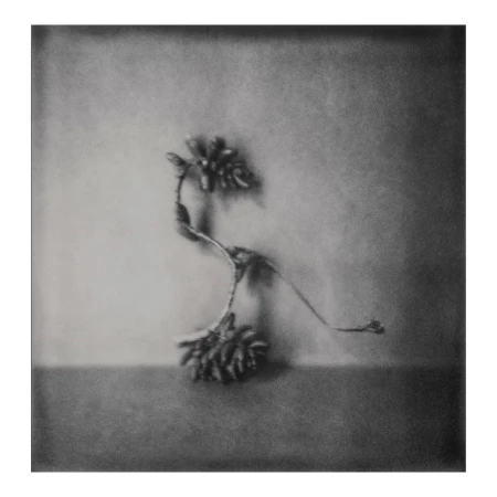 Monochrome still life photograph of a curved stem with clusters on each end, set against a blurred background and a gray surface.