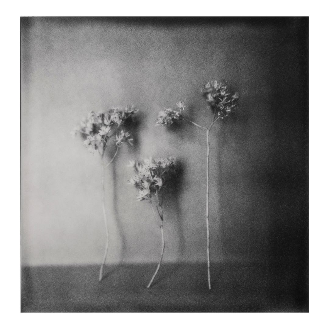 Black and white still life of three flower sprigs arranged against a dark, textured background, creating a vintage and artistic mood.