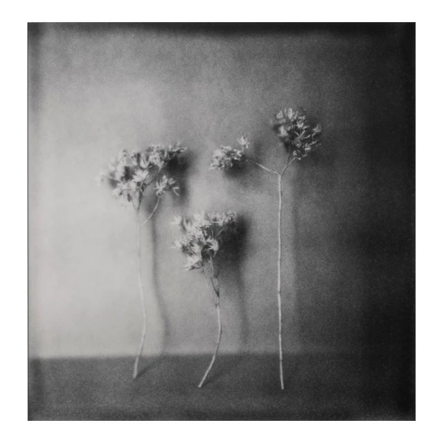 Black and white still life of three flower sprigs arranged against a dark, textured background, creating a vintage and artistic mood.