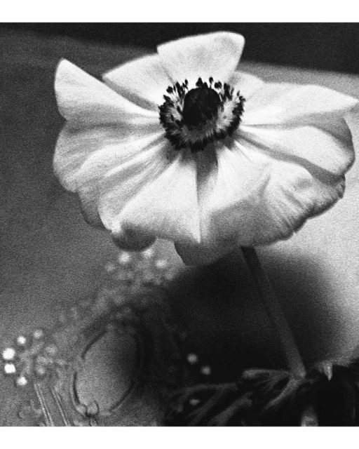 Monochrome close-up of a single anemone flower with a dark center, showcasing its delicate petals and textured details against a muted background.