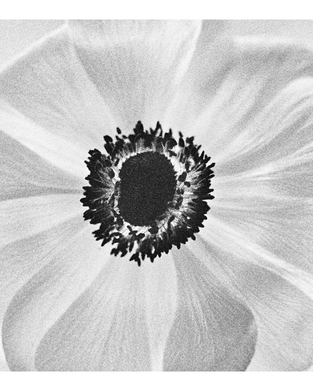 Close-up black and white photograph of an anemone flower. The center is dark and textured, surrounded by light, delicate petals.