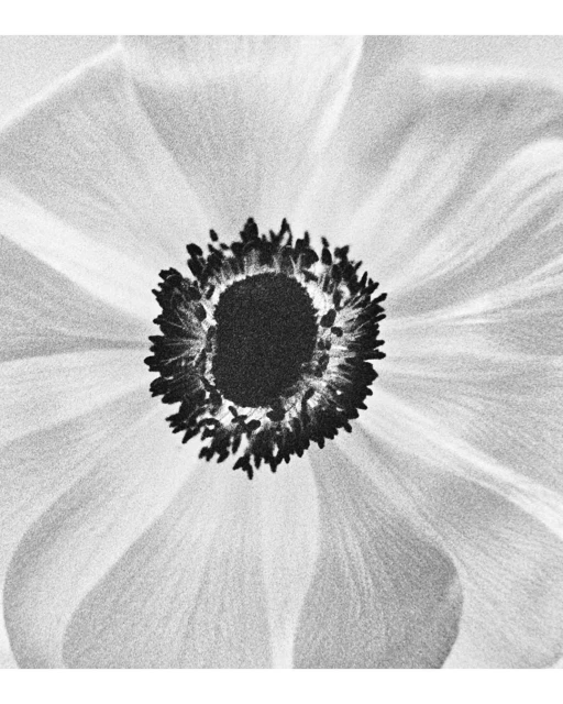 Close-up black and white photograph of an anemone flower. The center is dark and textured, surrounded by light, delicate petals.