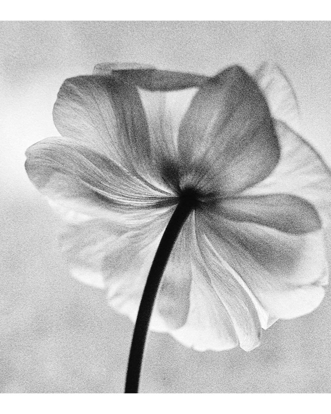 Monochrome macro shot of a flower featuring delicate petals and a dark stem against a blurred background, emphasizing texture and form.