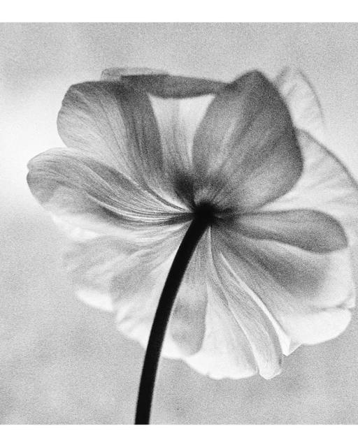 Monochrome macro shot of a flower featuring delicate petals and a dark stem against a blurred background, emphasizing texture and form.