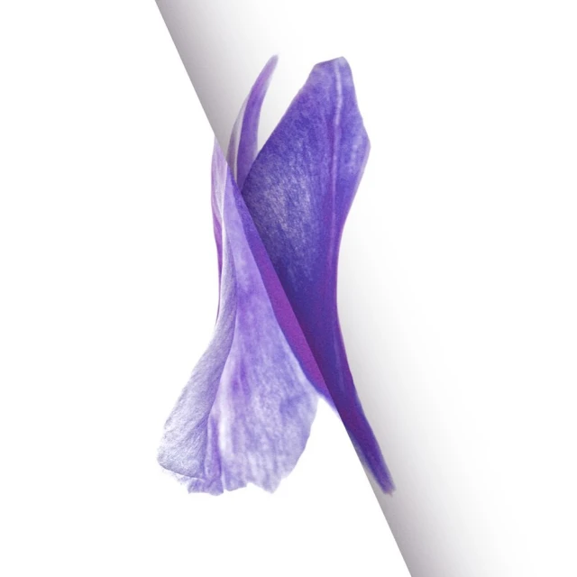 Close-up photograph of a purple flower petal against a white background. The petal exhibits a delicate texture and translucent quality.