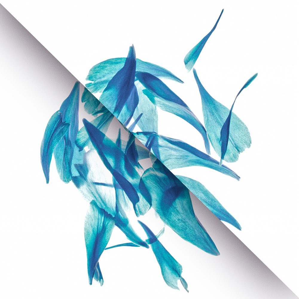 Abstract display of blue and cyan flower petals scattered on a white background divided by a diagonal white stripe, floral design.