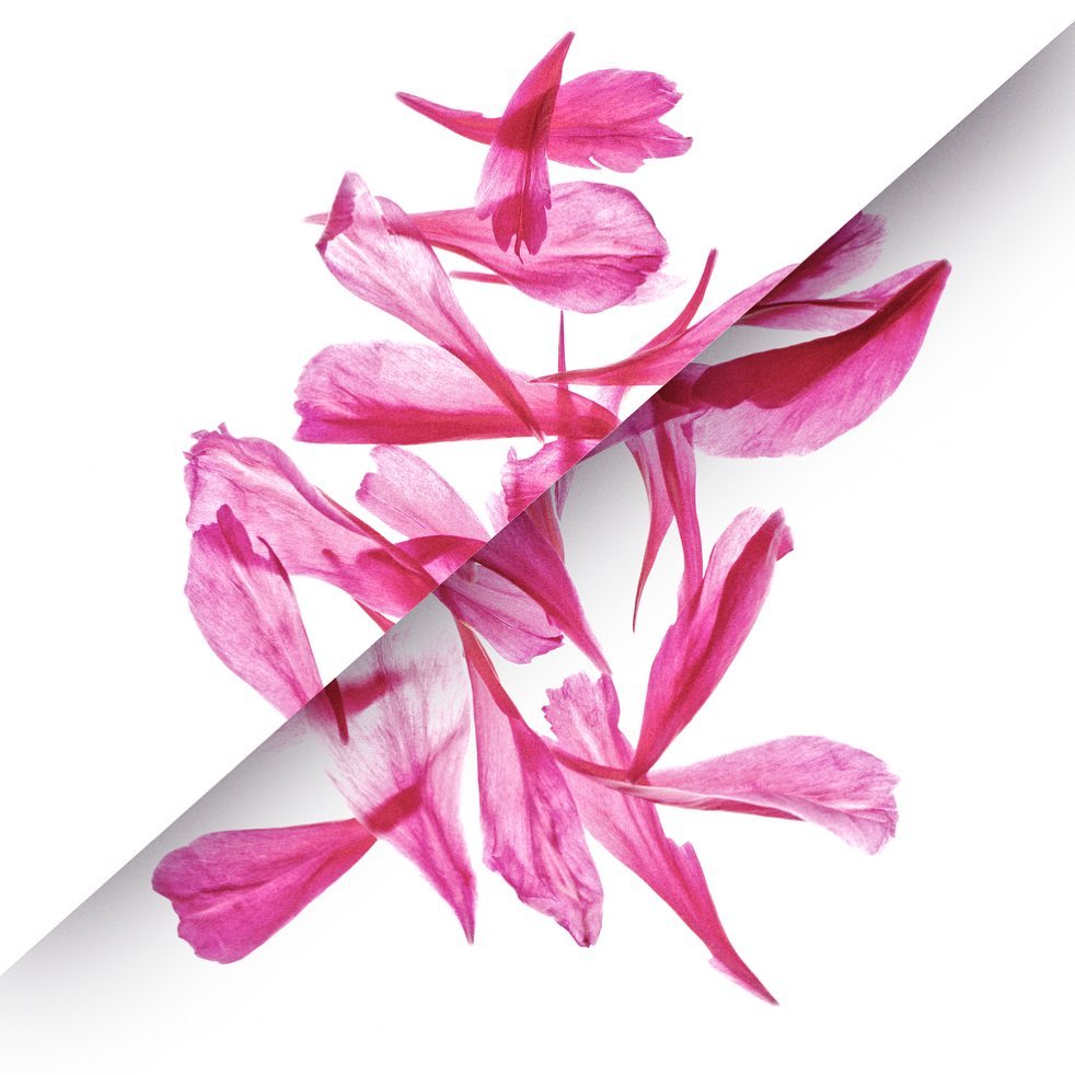 Abstract floral arrangement with pink flower petals on a bright white background creating a vibrant, contemporary botanical display.