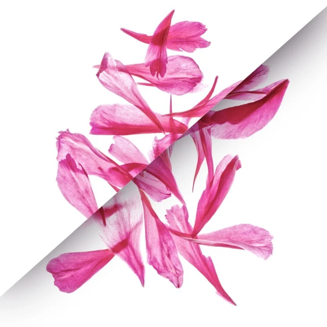 Abstract floral arrangement with pink flower petals on a bright white background creating a vibrant, contemporary botanical display.