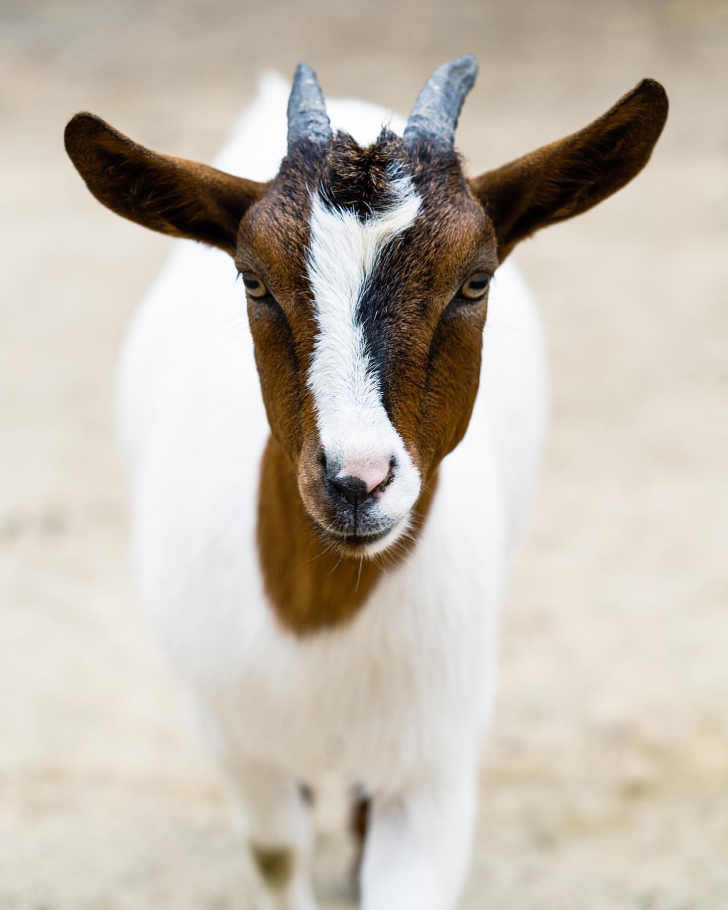 Close-up portrait of a brown and white goat with small horns standing outdoors in a sandy environment looking toward the camera.