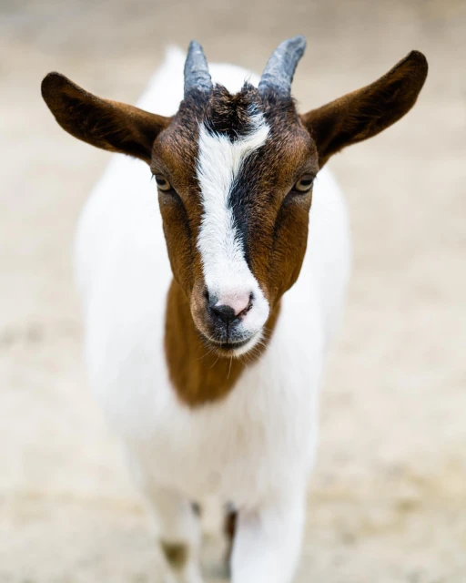 Close-up portrait of a brown and white goat with small horns standing outdoors in a sandy environment looking toward the camera.