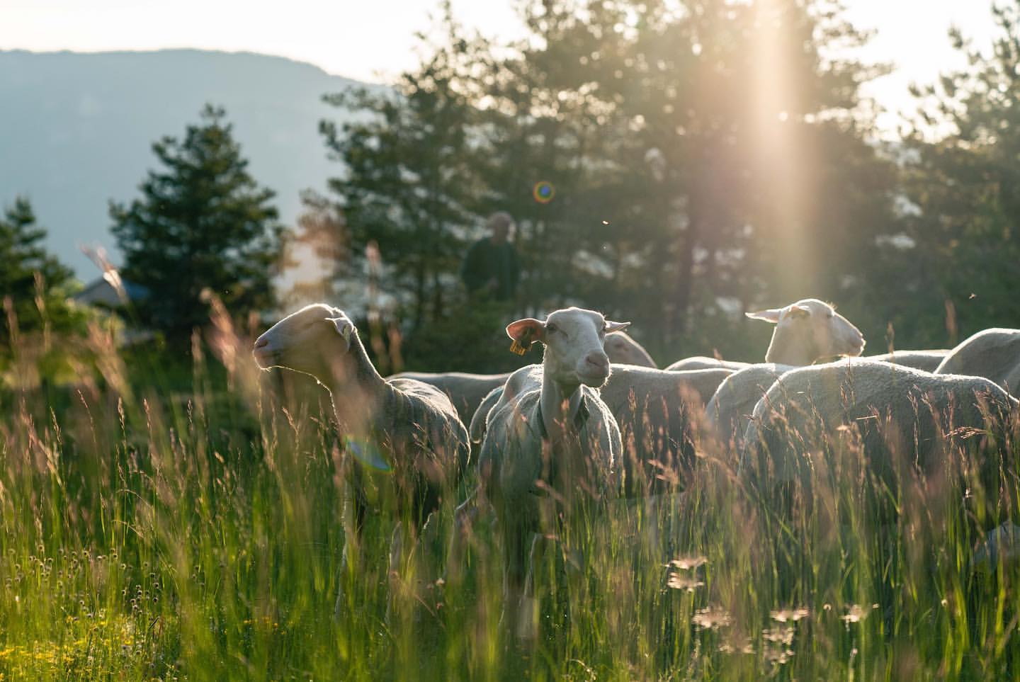 A herd of sheep grazes in a lush green field under the sunlight, with a shepherd visible in the background and a forest backdrop.
