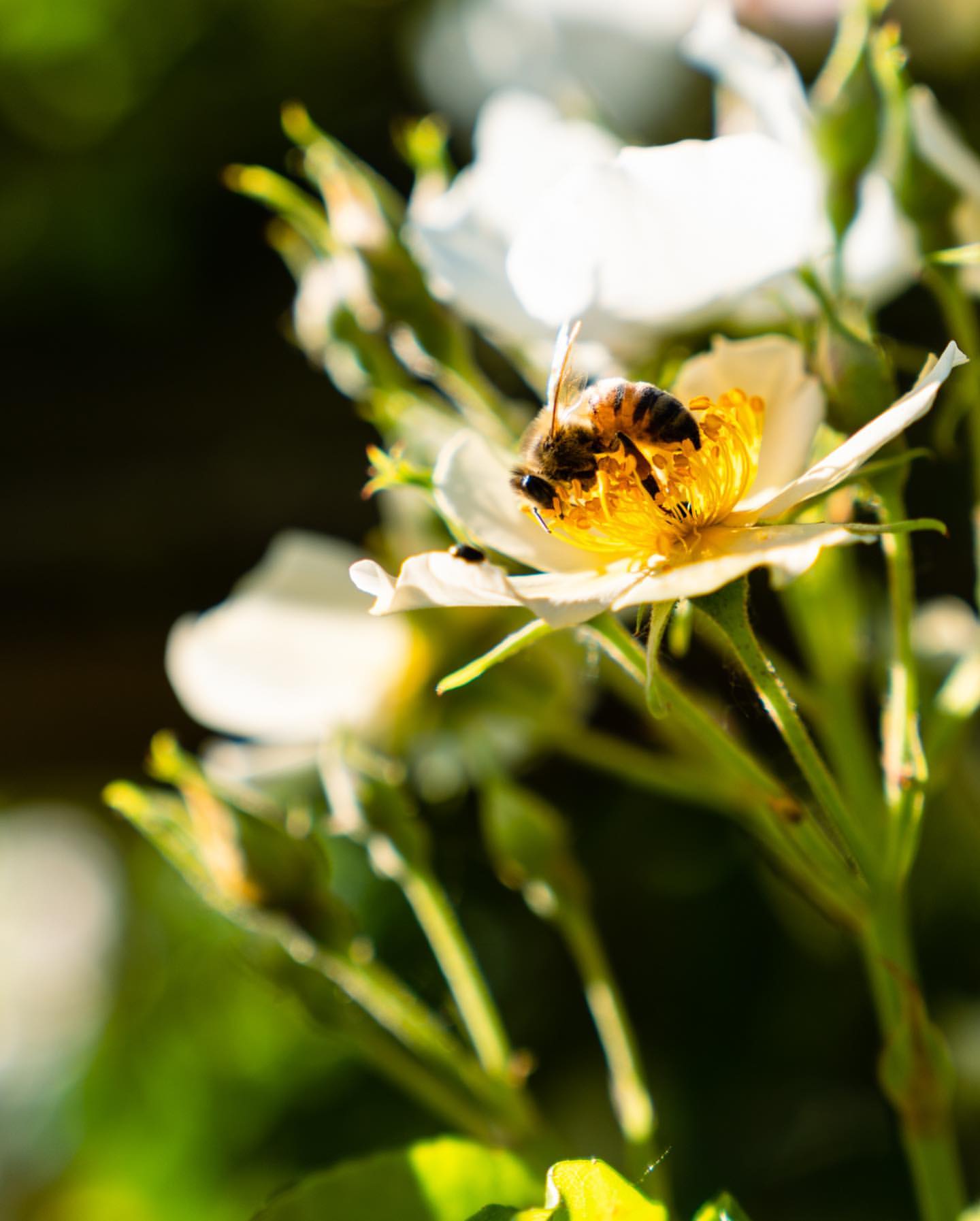 Close-up of a bee collecting pollen from a white flower with yellow center, set against a blurred dark background in natural light.