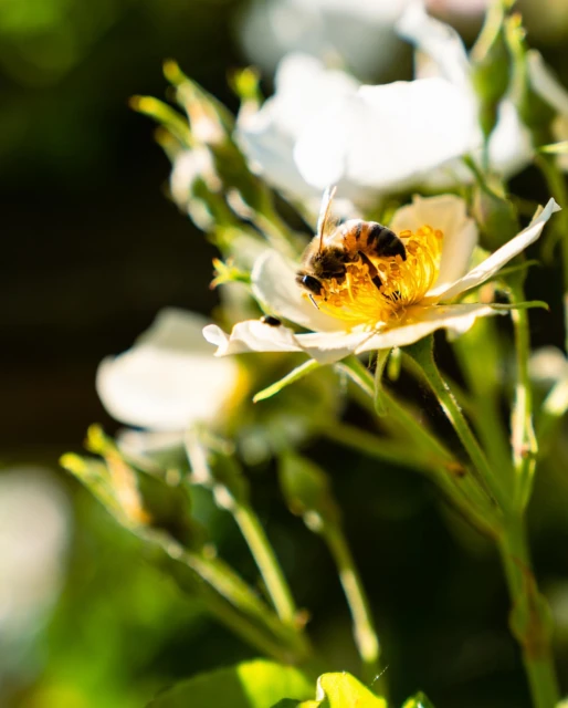 Close-up of a bee collecting pollen from a white flower with yellow center, set against a blurred dark background in natural light.