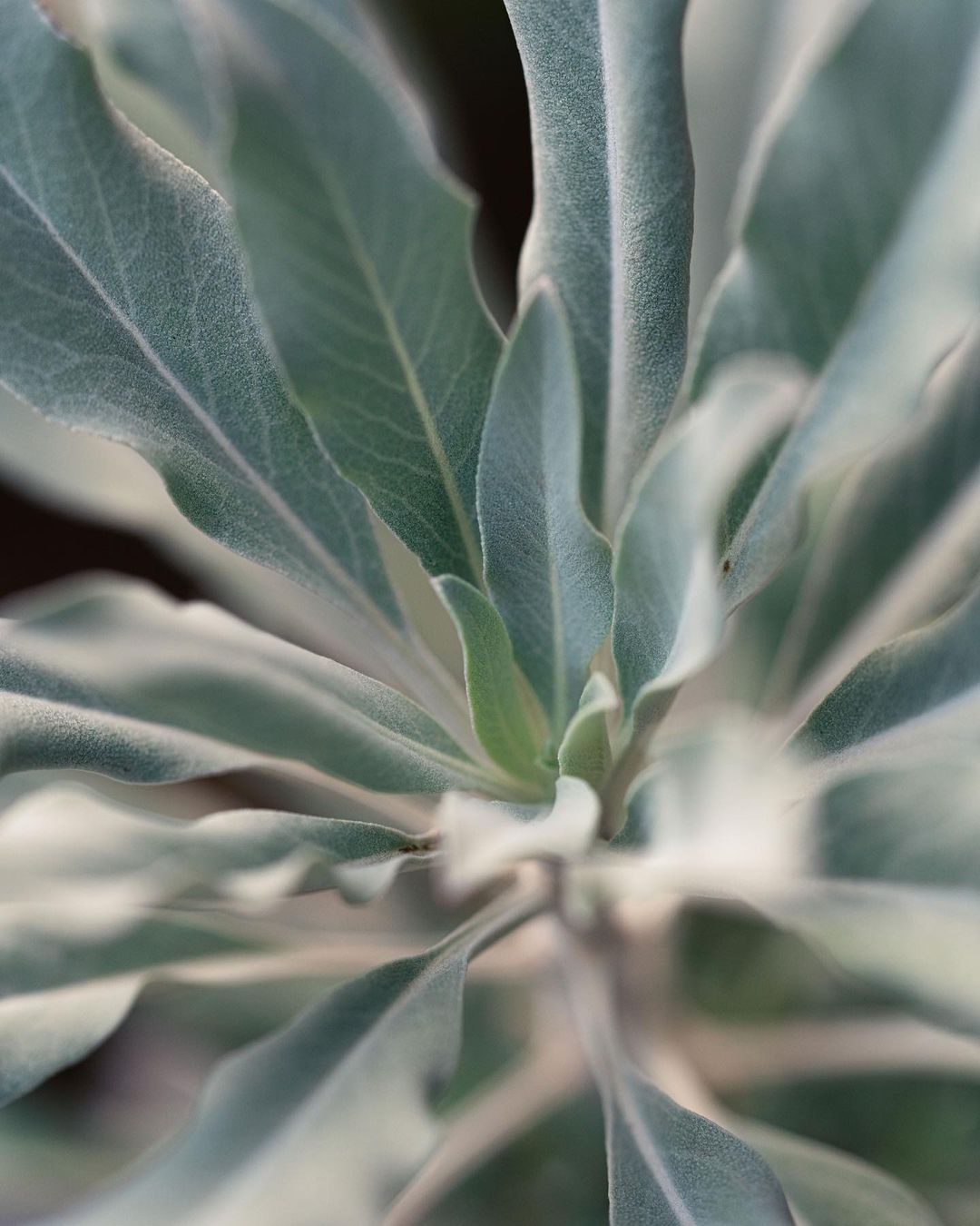 Close-up, soft-focus shot of silver dollar plant featuring blue-green leaves. Dominant botanical elements provide an abstract feel with a blurred backdrop.