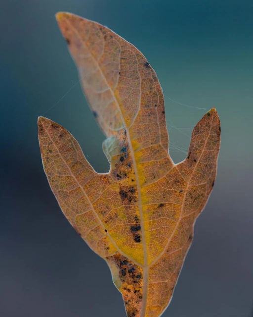 Close-up of a brown, three-lobed leaf showing detailed venation, set against a muted teal background in an outdoor setting.