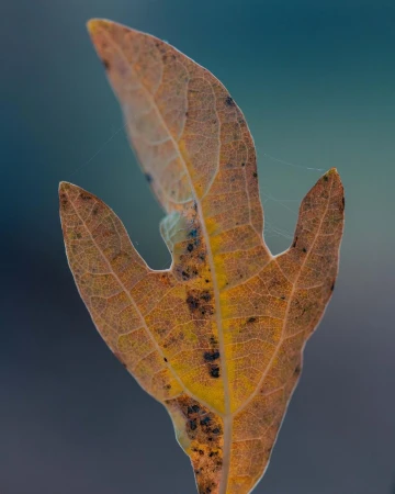 Close-up of a brown, three-lobed leaf showing detailed venation, set against a muted teal background in an outdoor setting.