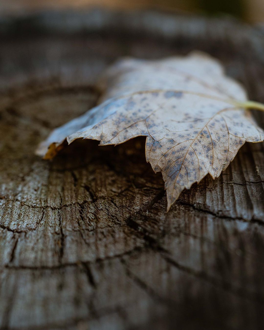 Close-up of a dried leaf resting on a weathered tree stump, showcasing textures and muted tones of brown, gray, and cream in natural light.
