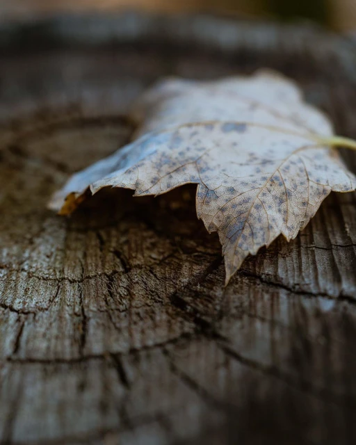 Close-up of a dried leaf resting on a weathered tree stump, showcasing textures and muted tones of brown, gray, and cream in natural light.