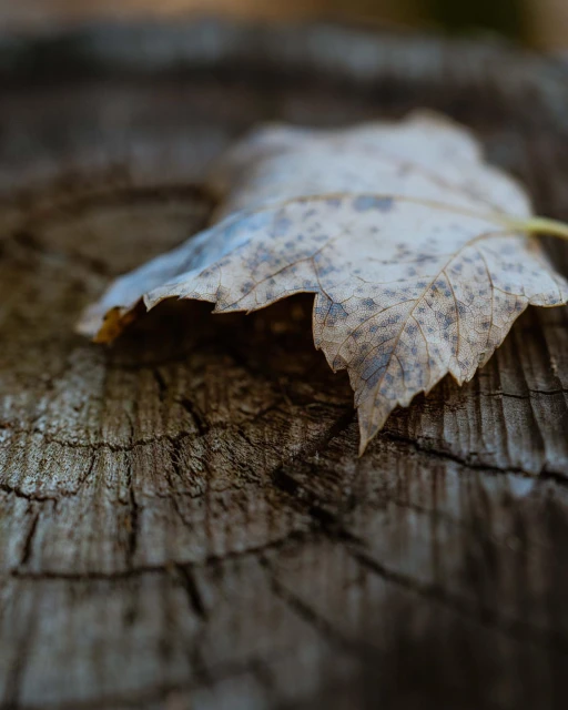 Close-up of a partially decayed maple leaf lying on a textured, weathered tree stump in soft, natural lighting. 