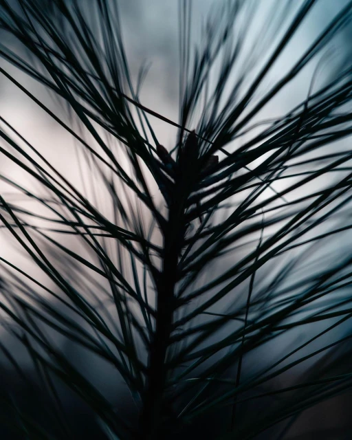 Close-up of a pine tree branch with long, green needles against a blurred, light-colored background, creating a natural, textured image.