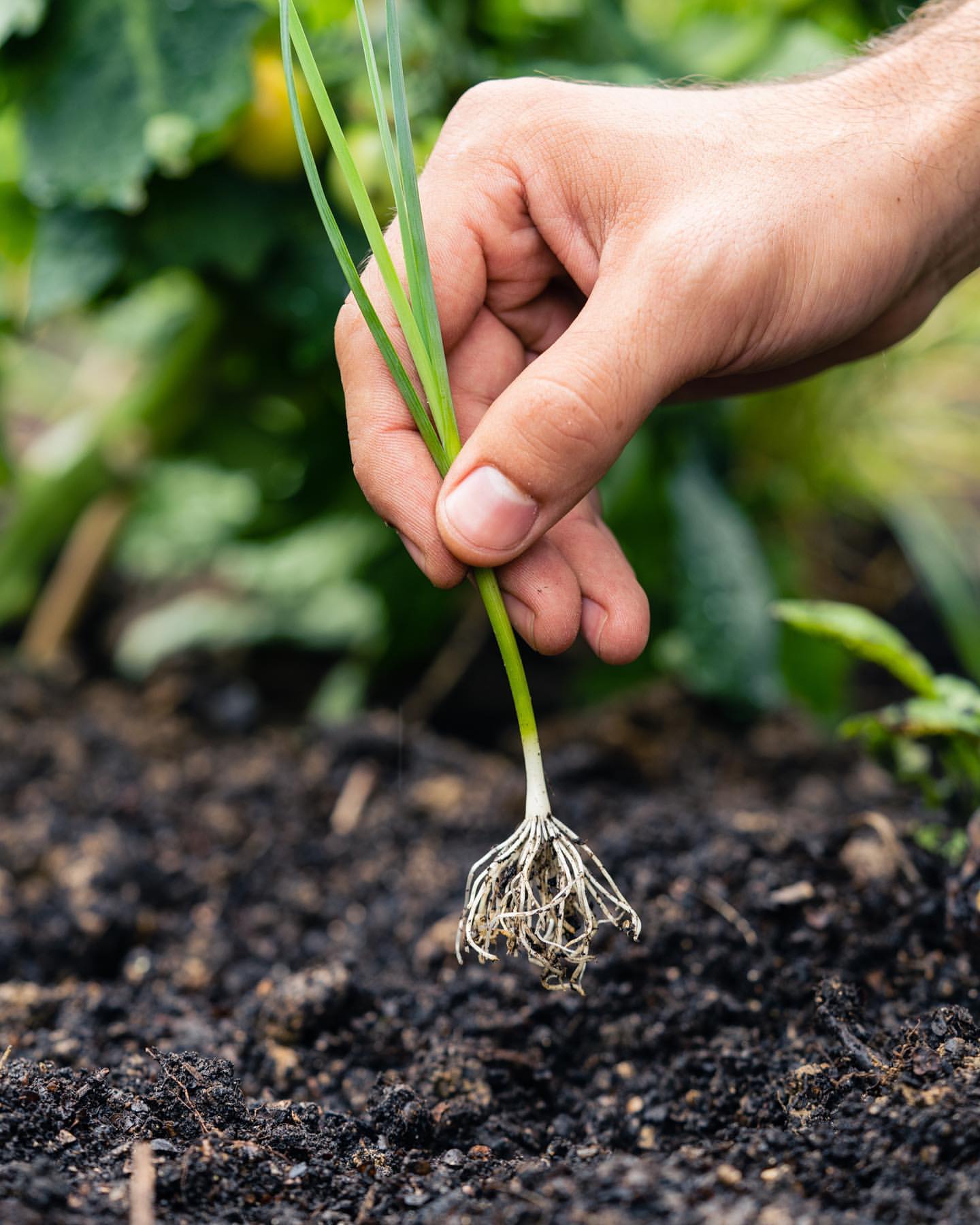 A person's hand holding a spring onion with roots over dark soil, gardening concept. Close-up of allium with green leaves and roots.