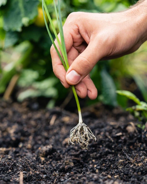 A person's hand holding a spring onion with roots over dark soil, gardening concept. Close-up of allium with green leaves and roots.