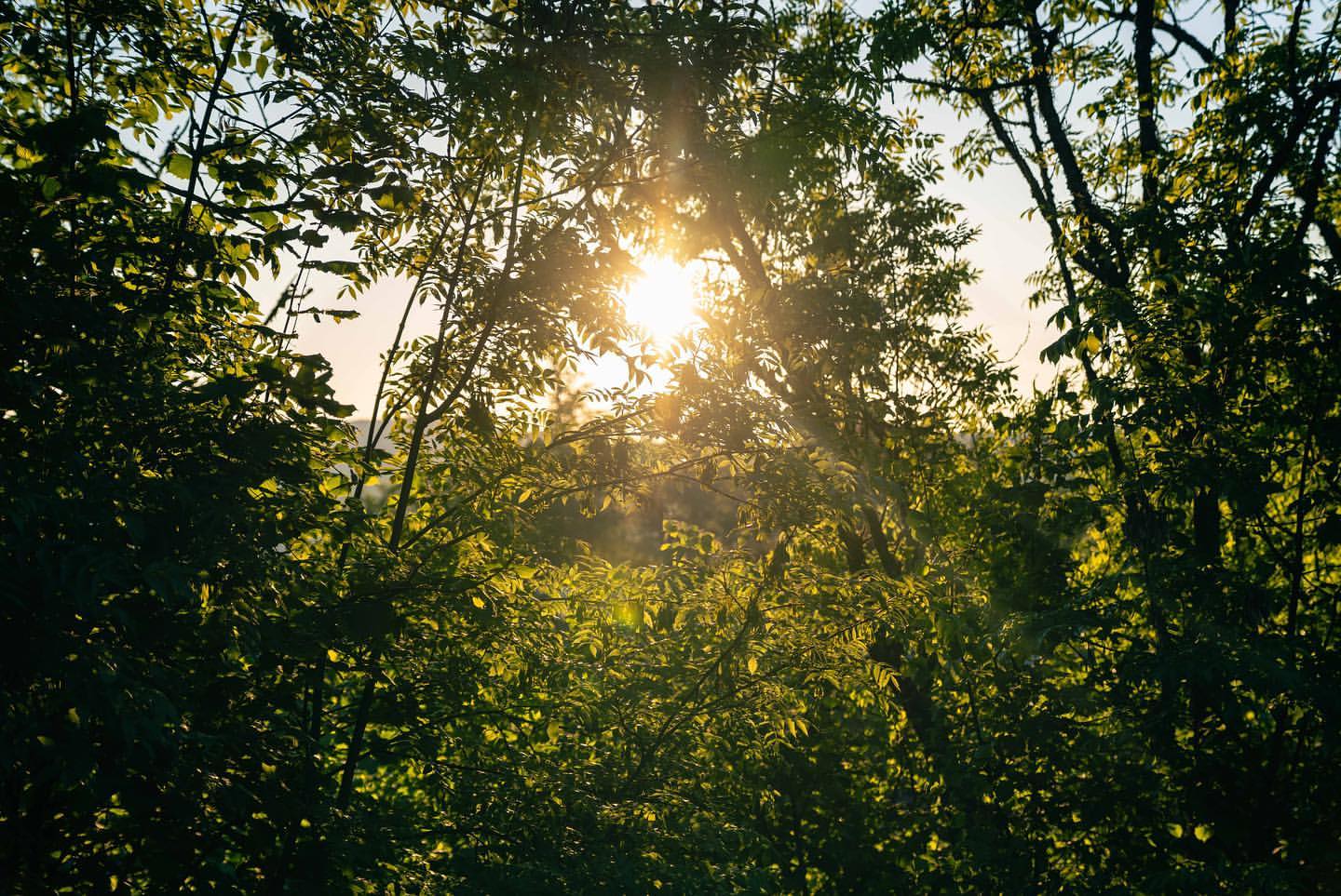 Sunlight streams through a dense canopy of green trees in a lush forest, creating a vibrant, natural scene. Nature and landscape photography.