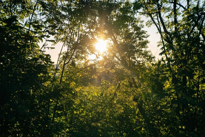 Sunlight streams through a dense canopy of green trees in a lush forest, creating a vibrant, natural scene. Nature and landscape photography.