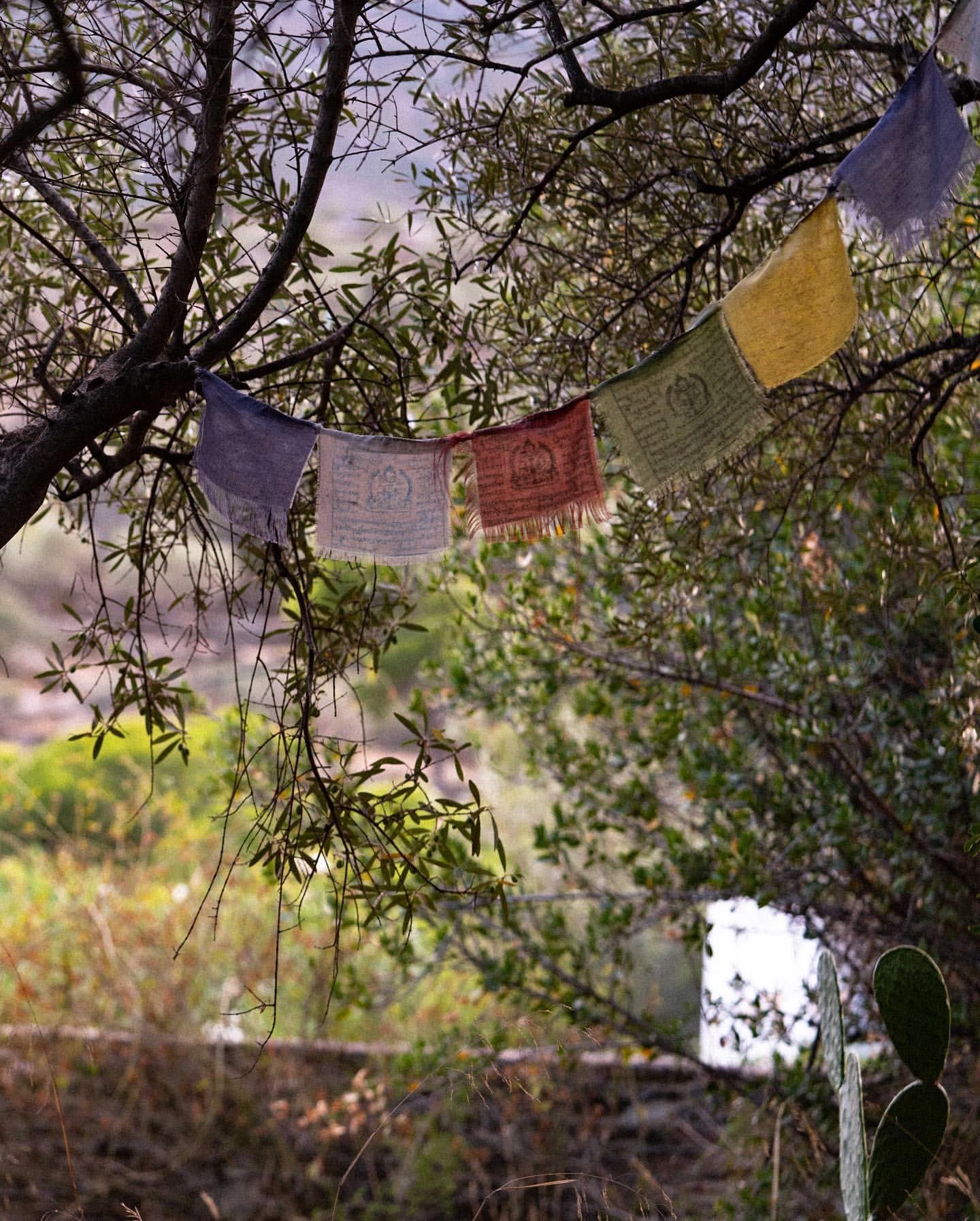 Prayer flags hanging on a tree branch, creating a colorful display with blurred greenery background in an outdoor setting.