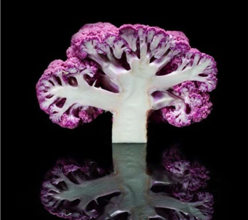 Macro studio shot of a vibrant purple and white cauliflower cut in half, showcasing its intricate fractal patterns against black.