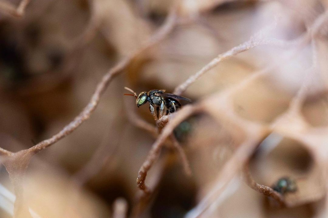 Close-up of a small black and green stingless bee perched on a brown honeycomb structure, showcasing intricate details of the insect.