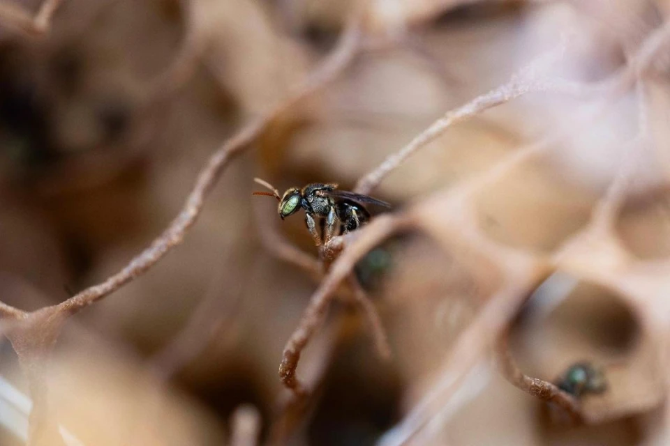 Close-up of a small black and green stingless bee perched on a brown honeycomb structure, showcasing intricate details of the insect.