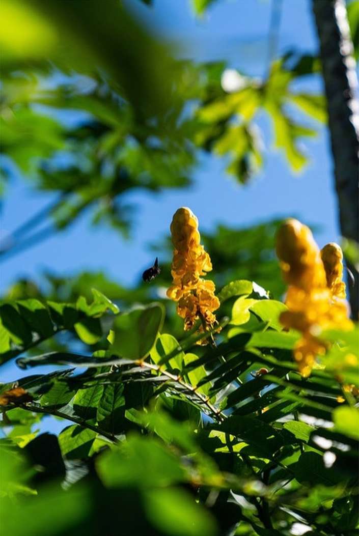 Bright yellow flowers and green leaves reach toward the blue sky on a sunny day, offering a vibrant, natural close-up.