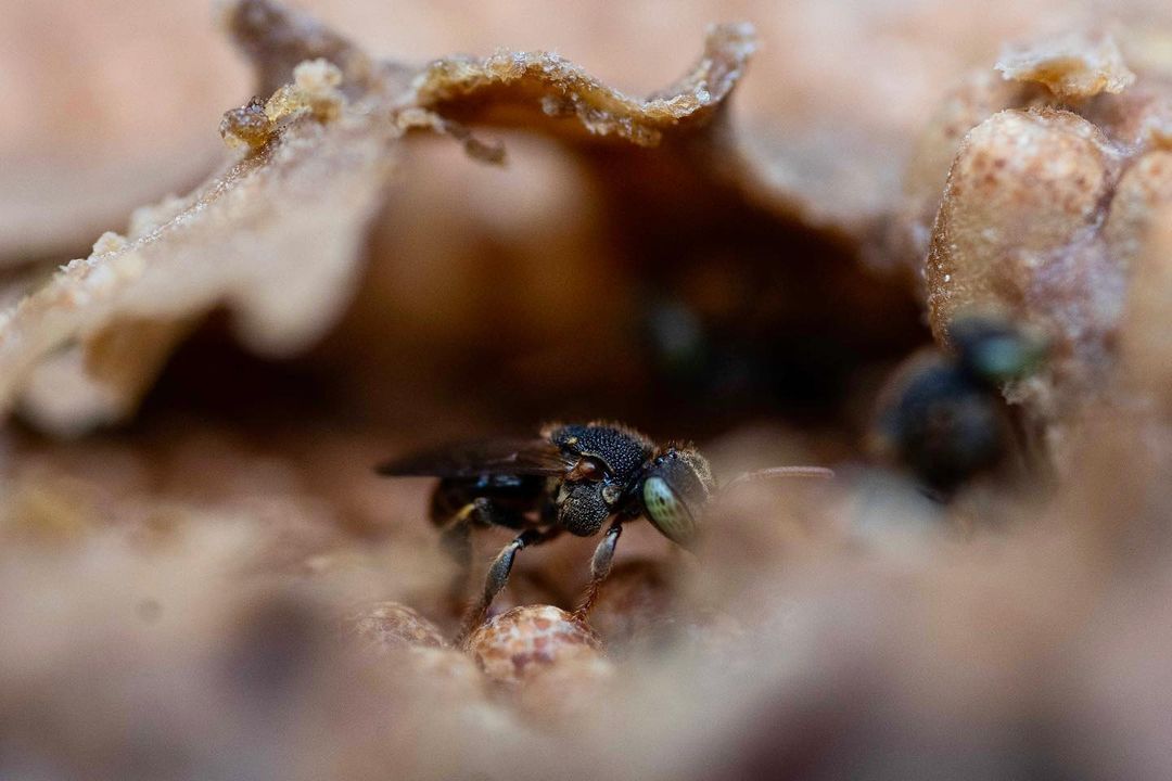 Close-up of a small black bee on a textured surface, with other bees and a textured structure in the background, in natural light.