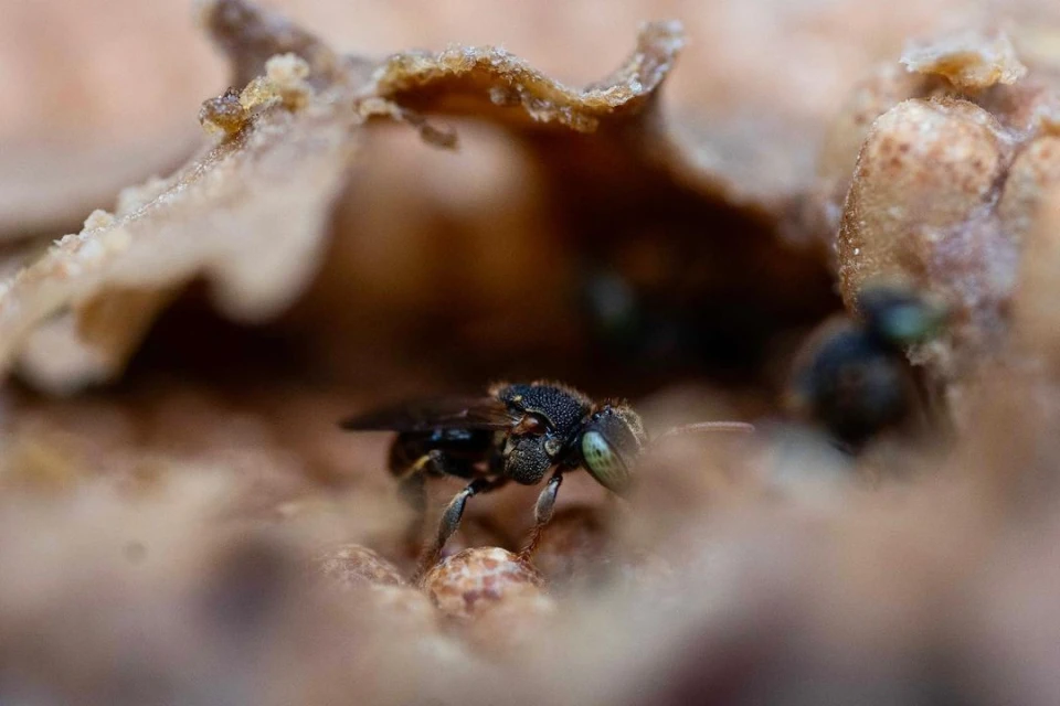 Close-up of a small black bee on a textured surface, with other bees and a textured structure in the background, in natural light.