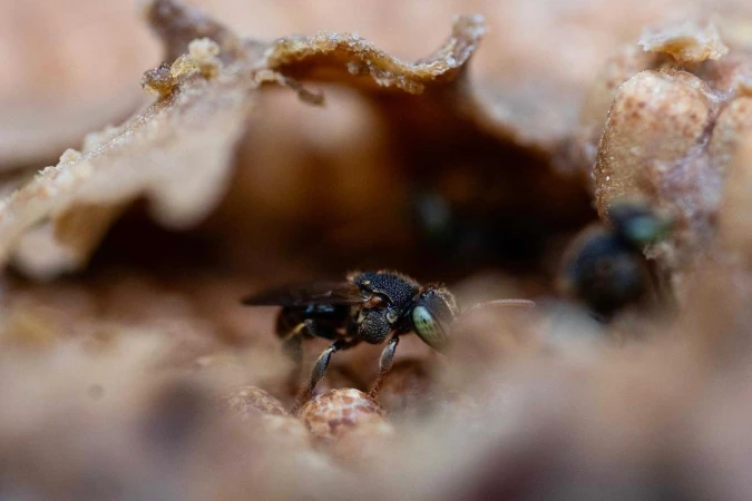 Close-up of a small black bee on a textured surface, with other bees and a textured structure in the background, in natural light.