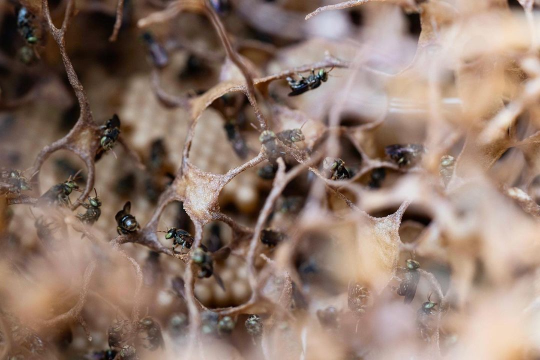 Close-up of a bee colony with multiple small, dark stingless bees congregated around a complex, brown, porous honeycomb structure.