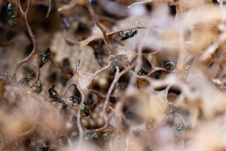 Close-up of a bee colony with multiple small, dark stingless bees congregated around a complex, brown, porous honeycomb structure.