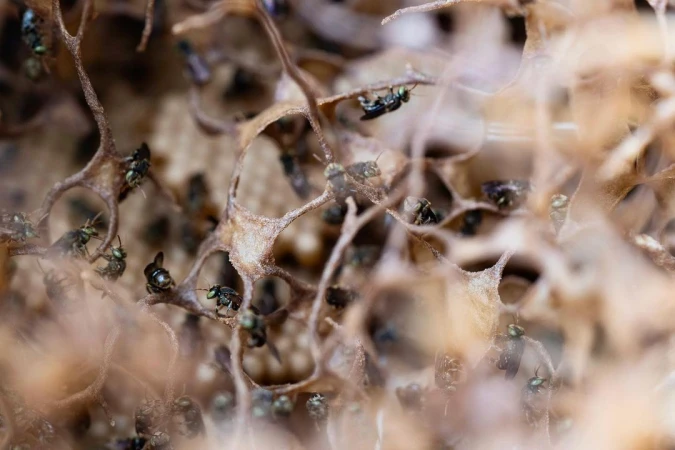 Close-up of a bee colony with multiple small, dark stingless bees congregated around a complex, brown, porous honeycomb structure.