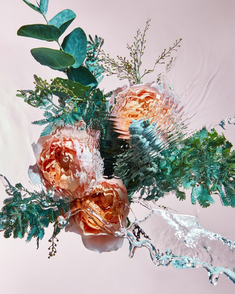 Still life of peach roses with green eucalyptus leaves submerged in water against a light pink backdrop, water droplets visible.