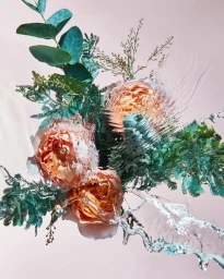 Peach roses and eucalyptus branches submerged in water with dynamic splashing against a pale background