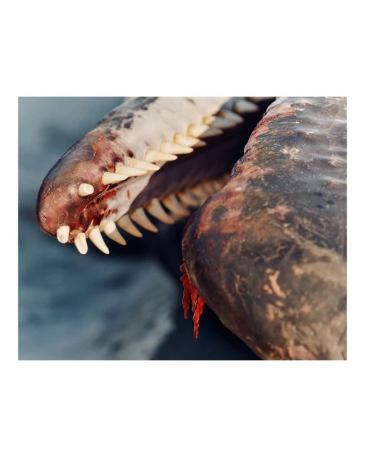 Detailed view of a dead marine animal carcass, showcasing its open mouth filled with sharp teeth and some blood, set against a blurred background.