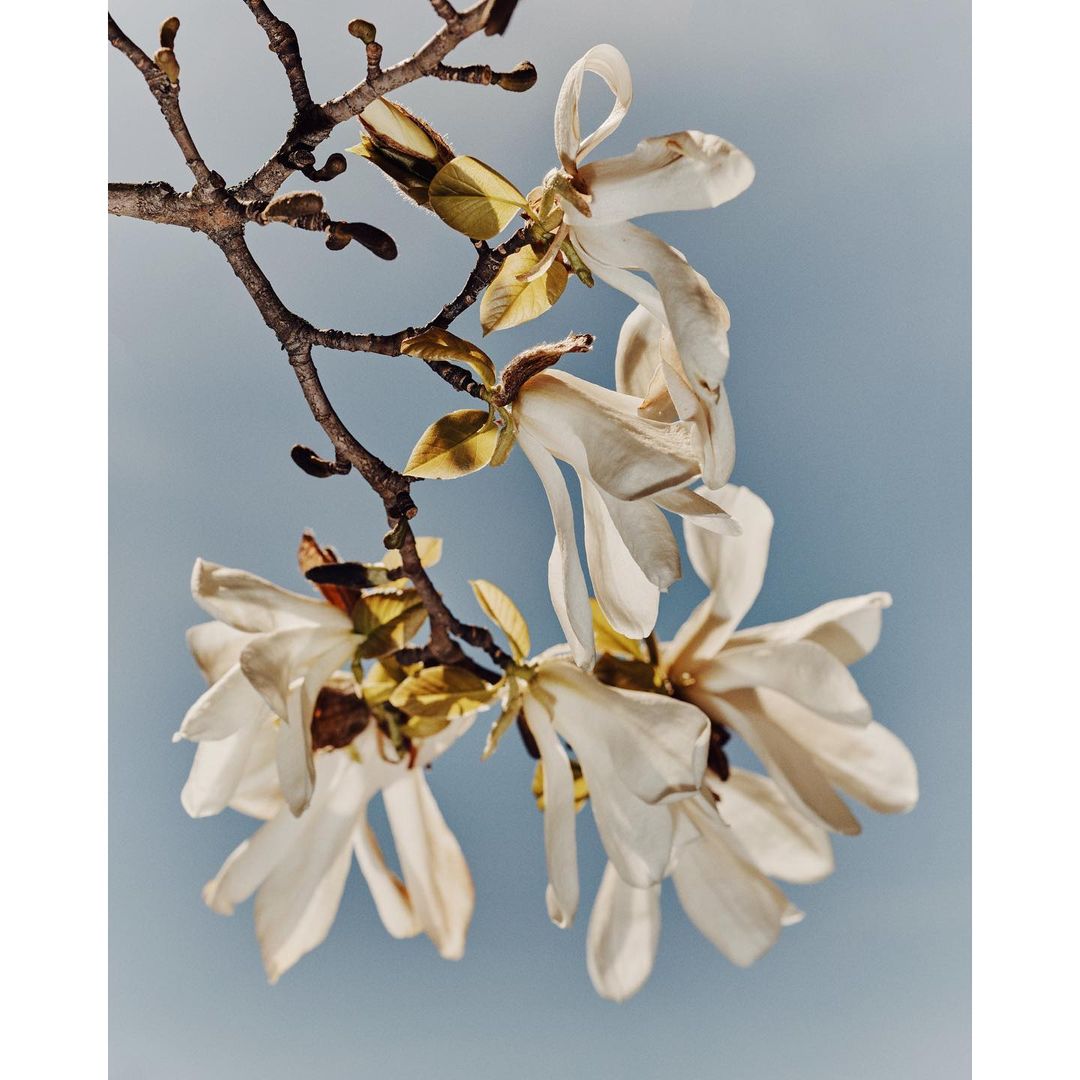 Close-up of white magnolia blossoms on a branch against a soft blue sky, showcasing delicate petals and early spring details in a botanical setting.