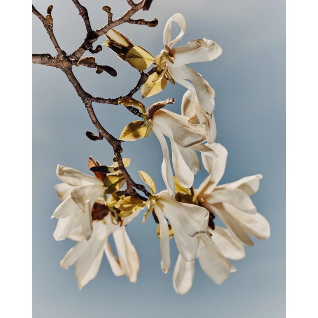 Close-up of white magnolia blossoms on a branch against a soft blue sky, showcasing delicate petals and early spring details in a botanical setting.
