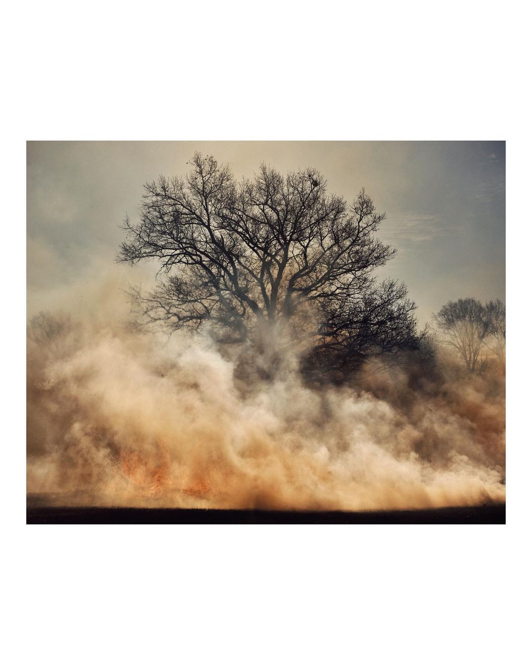 Bare tree in a landscape with a layer of dust or smoke creating an abstract effect. Scenic view with an eerie, desolate vibe.