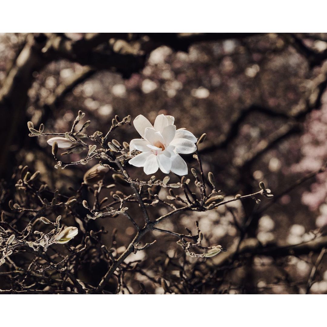 Close-up of a single white magnolia blossom on a bare branch against a bokeh background of similar blossoms and muted colors.
