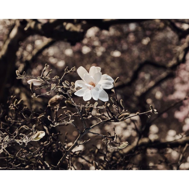 Close-up of a single white magnolia blossom on a bare branch against a bokeh background of similar blossoms and muted colors.