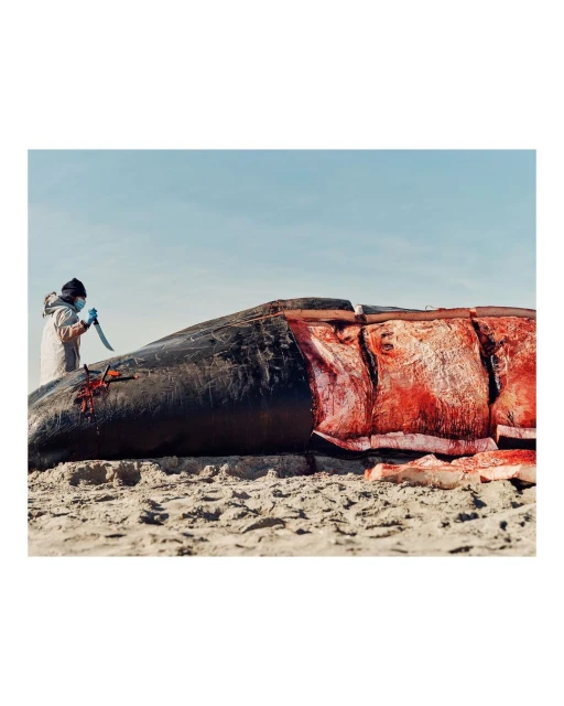 A scientist in protective gear uses a large knife to perform a necropsy on a beached whale, revealing red flesh under the dark skin.